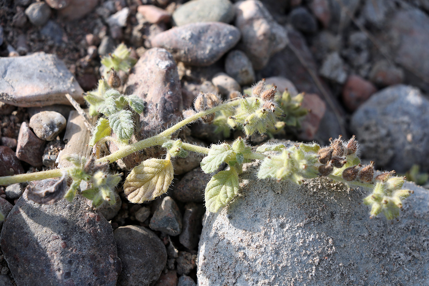 Image of Heliotropium supinum specimen.