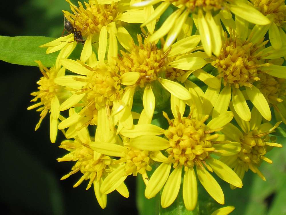 Изображение особи Solidago cuprea.