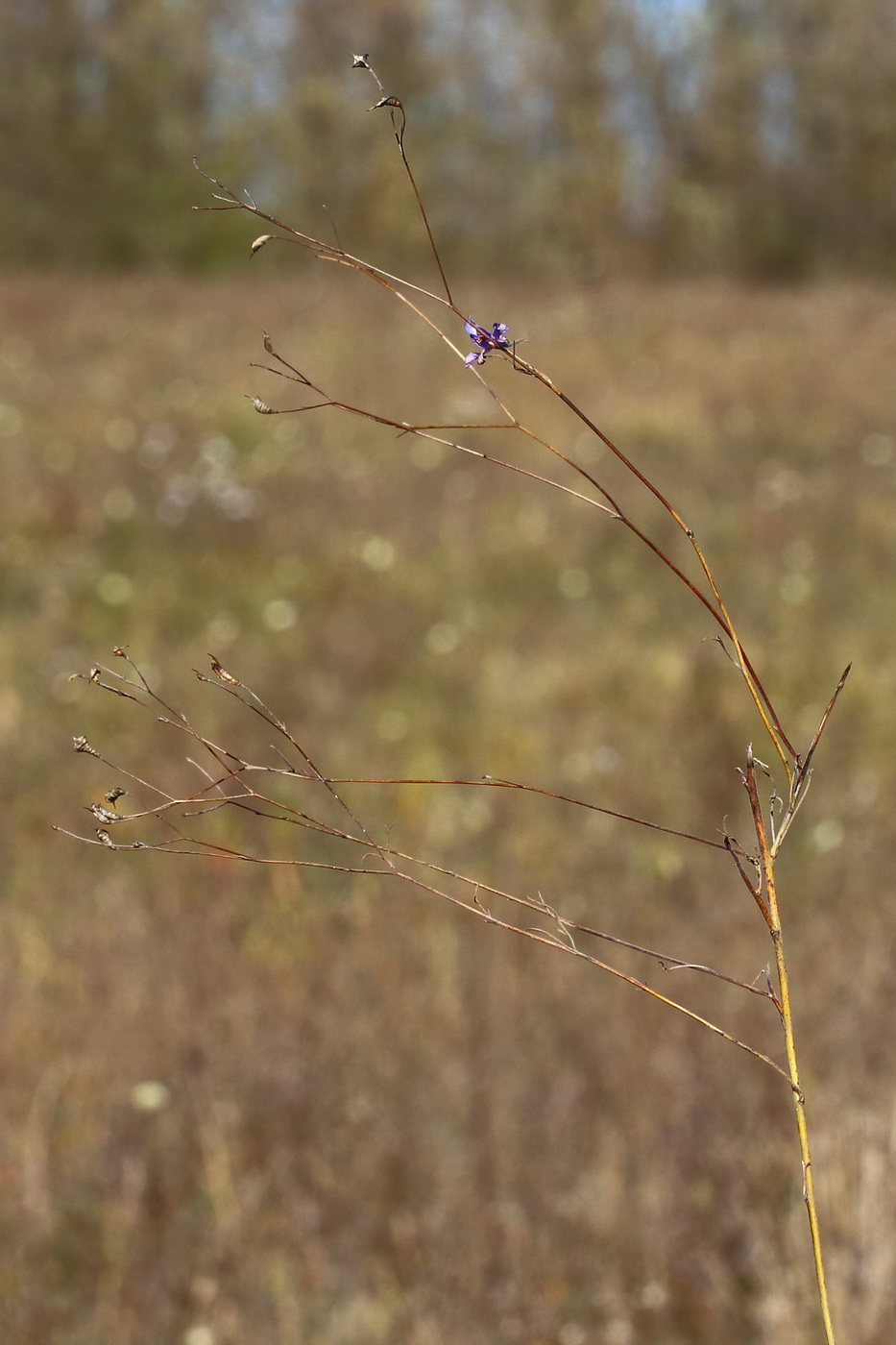 Image of Delphinium consolida specimen.