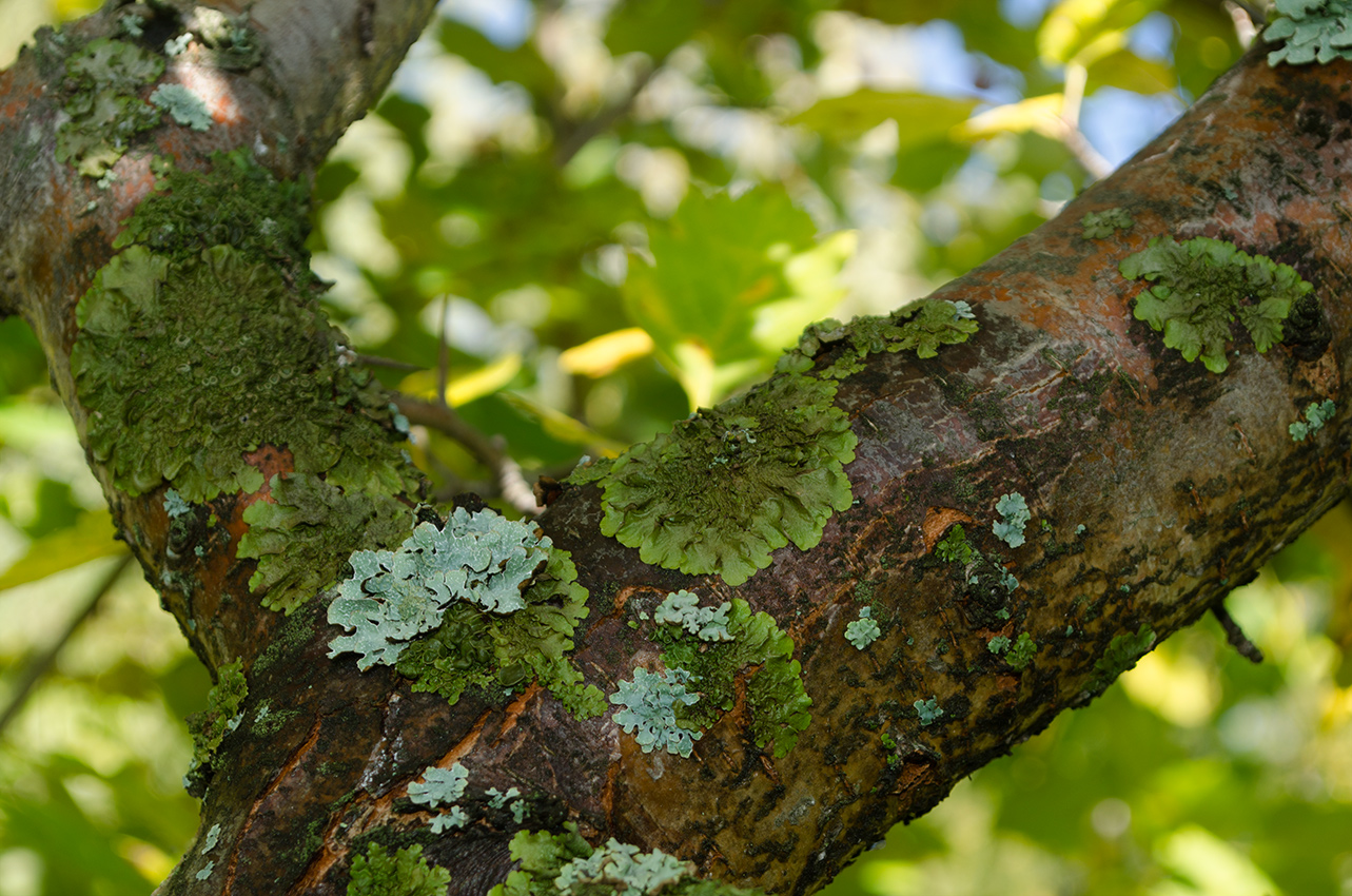 Изображение особи род Crataegus.