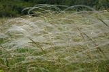 род Stipa