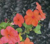 Impatiens walleriana. Цветки с сидящей мухой ('Imara Orange'). Москва, БС МГУ, цветник. 01.09.2021.