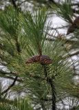 Pinus pallasiana