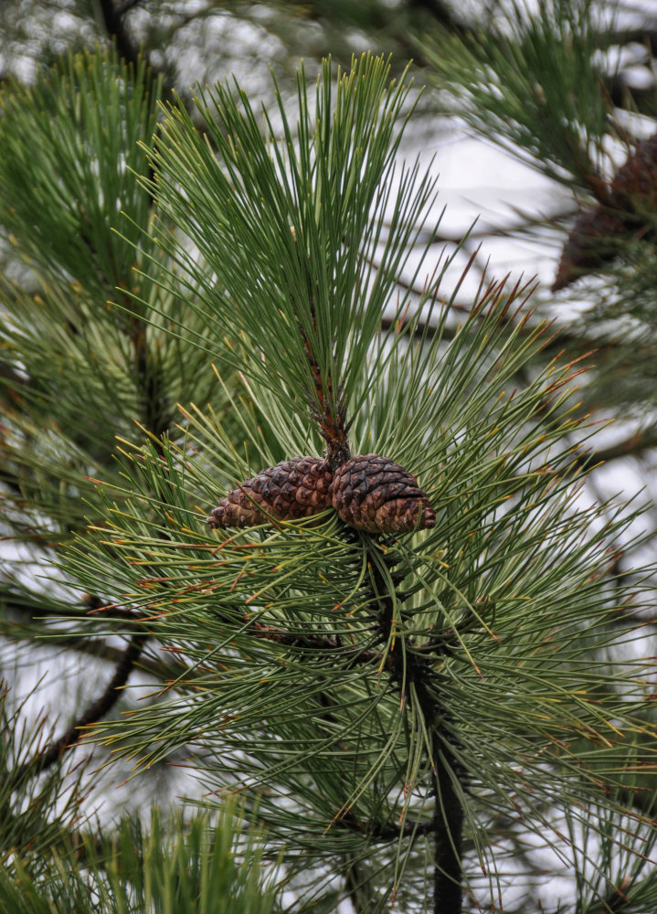 Изображение особи Pinus pallasiana.