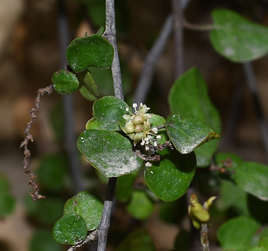 Image of Muehlenbeckia complexa specimen.