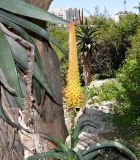 Aloe africana