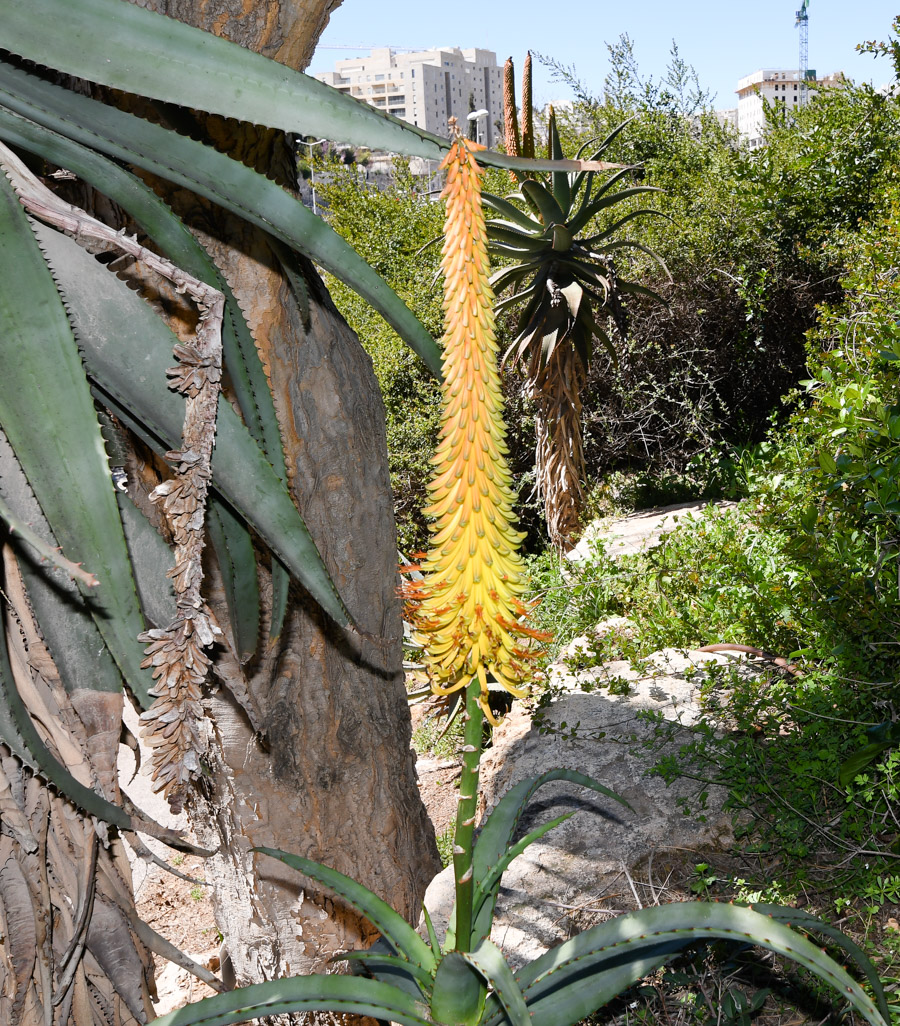 Image of Aloe africana specimen.