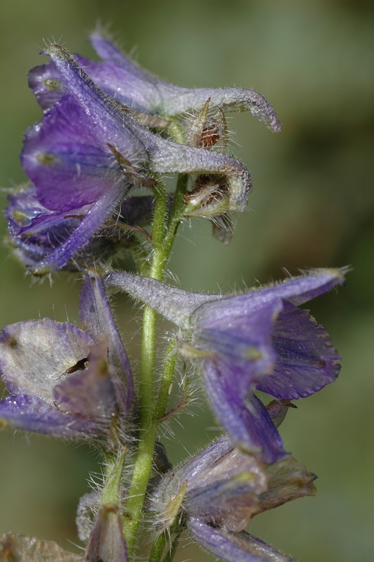 Image of Delphinium dasyanthum specimen.