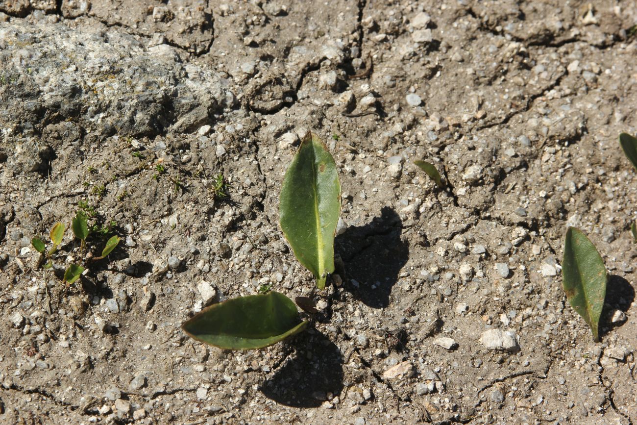 Изображение особи Lagotis integrifolia.