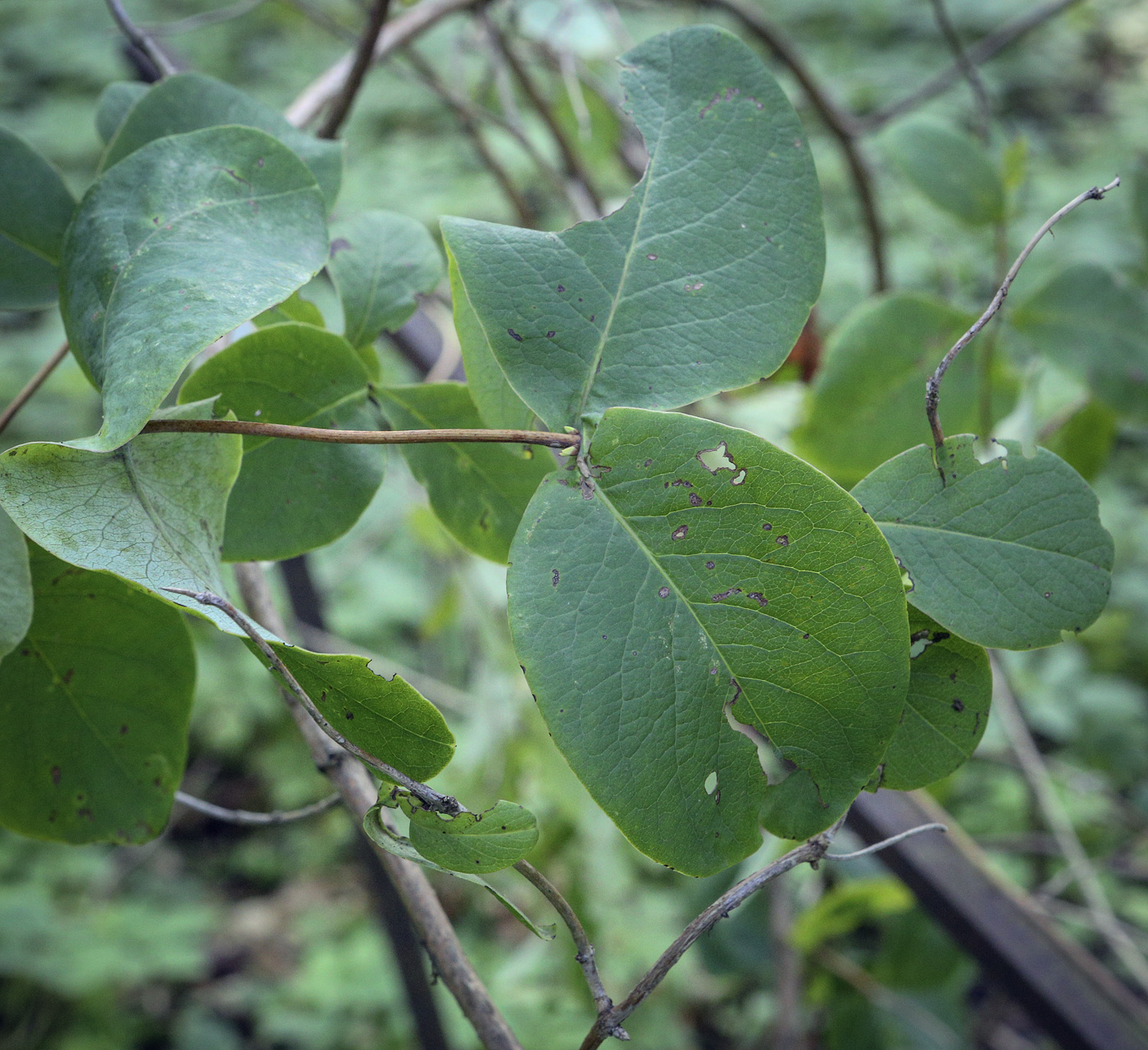 Изображение особи Lonicera prolifera.
