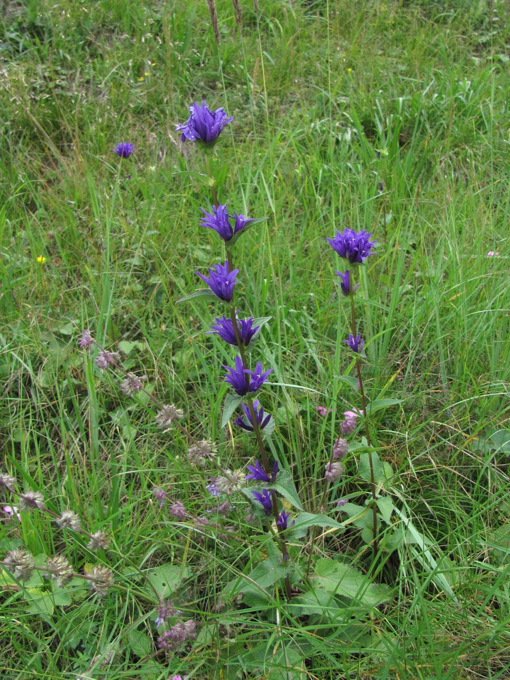 Image of Campanula glomerata specimen.