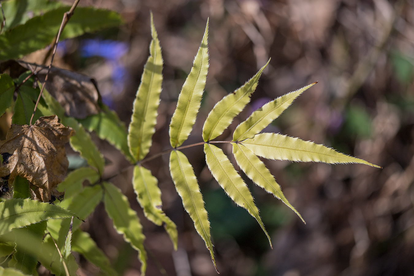 Image of Pteris cretica specimen.