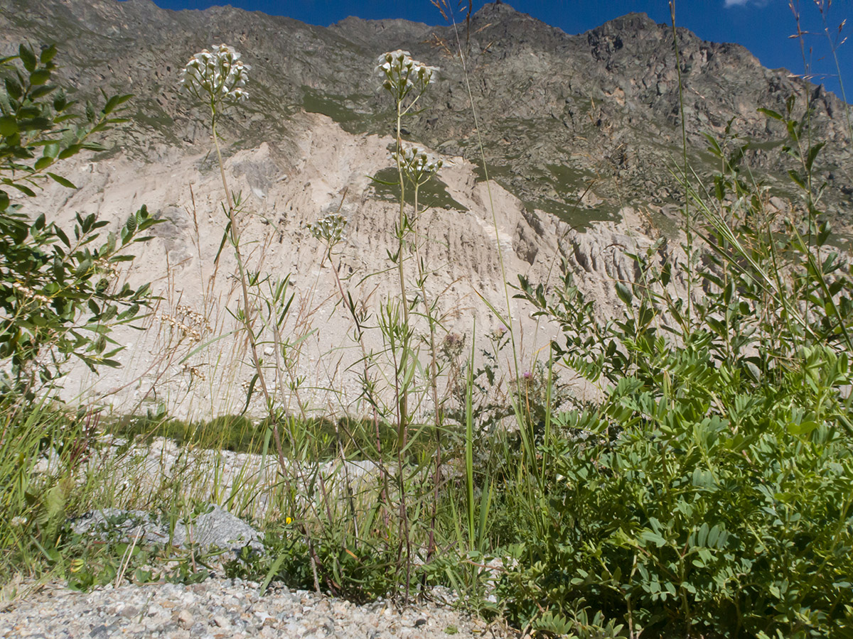 Image of Achillea ptarmicifolia specimen.