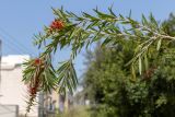 Callistemon citrinus. Верхушка ветви с соцветиями. Израиль, г. Бат-Ям, в культуре. 11.04.2022.