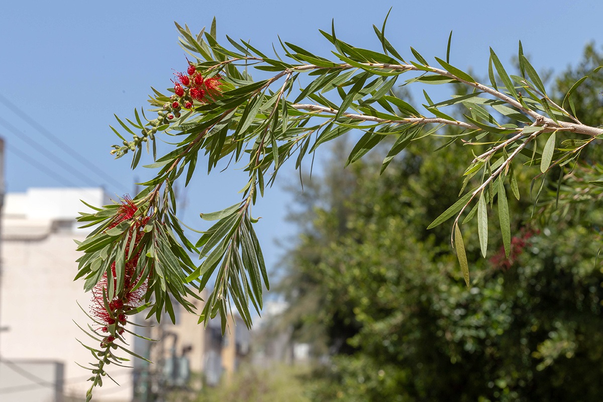 Image of Callistemon citrinus specimen.