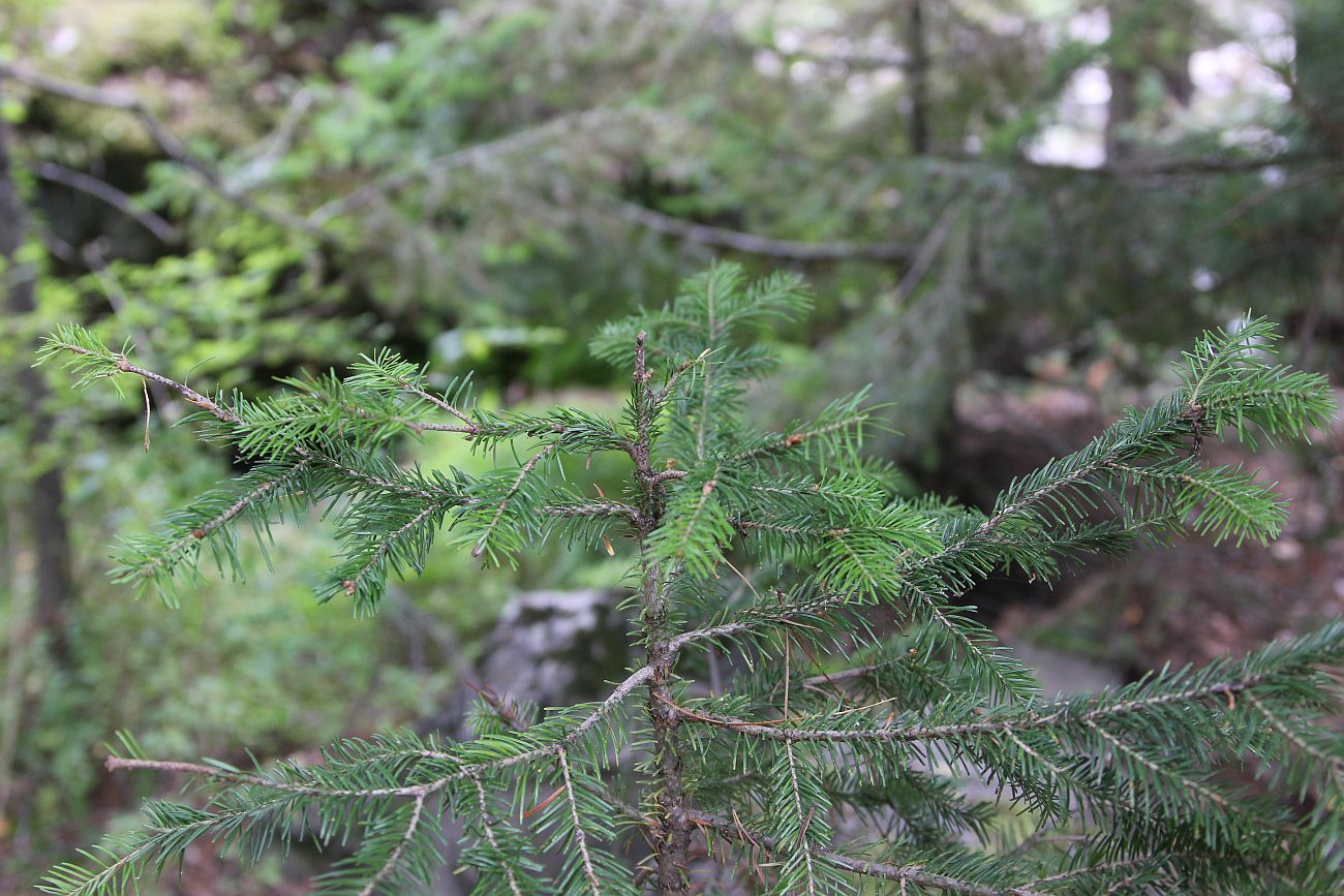 Image of Abies sibirica specimen.