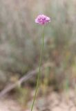 Allium rubellum. Верхушка побега с соцветием. Дагестан, Табасаранский р-н, окр. с. Гелинбатан, остепнённый склон. 5 мая 2022 г.