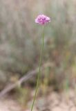 Allium rubellum