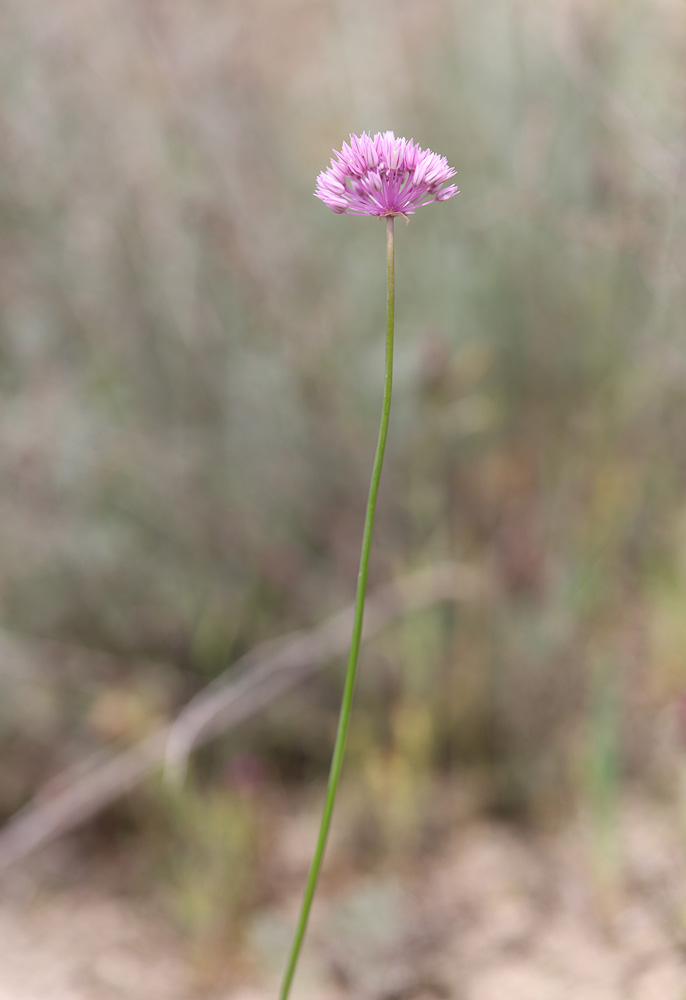 Изображение особи Allium rubellum.