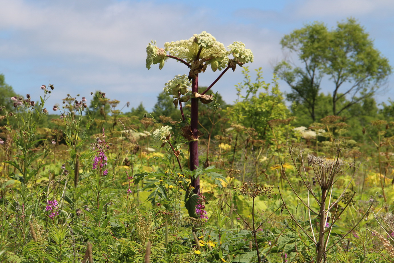 Image of Angelica ursina specimen.