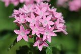 Pentas lanceolata. Аномальные 6-членные и нормальные цветки. Томская обл., г. Томск, пос. Заварзино, в культуре. 12.06.2022.