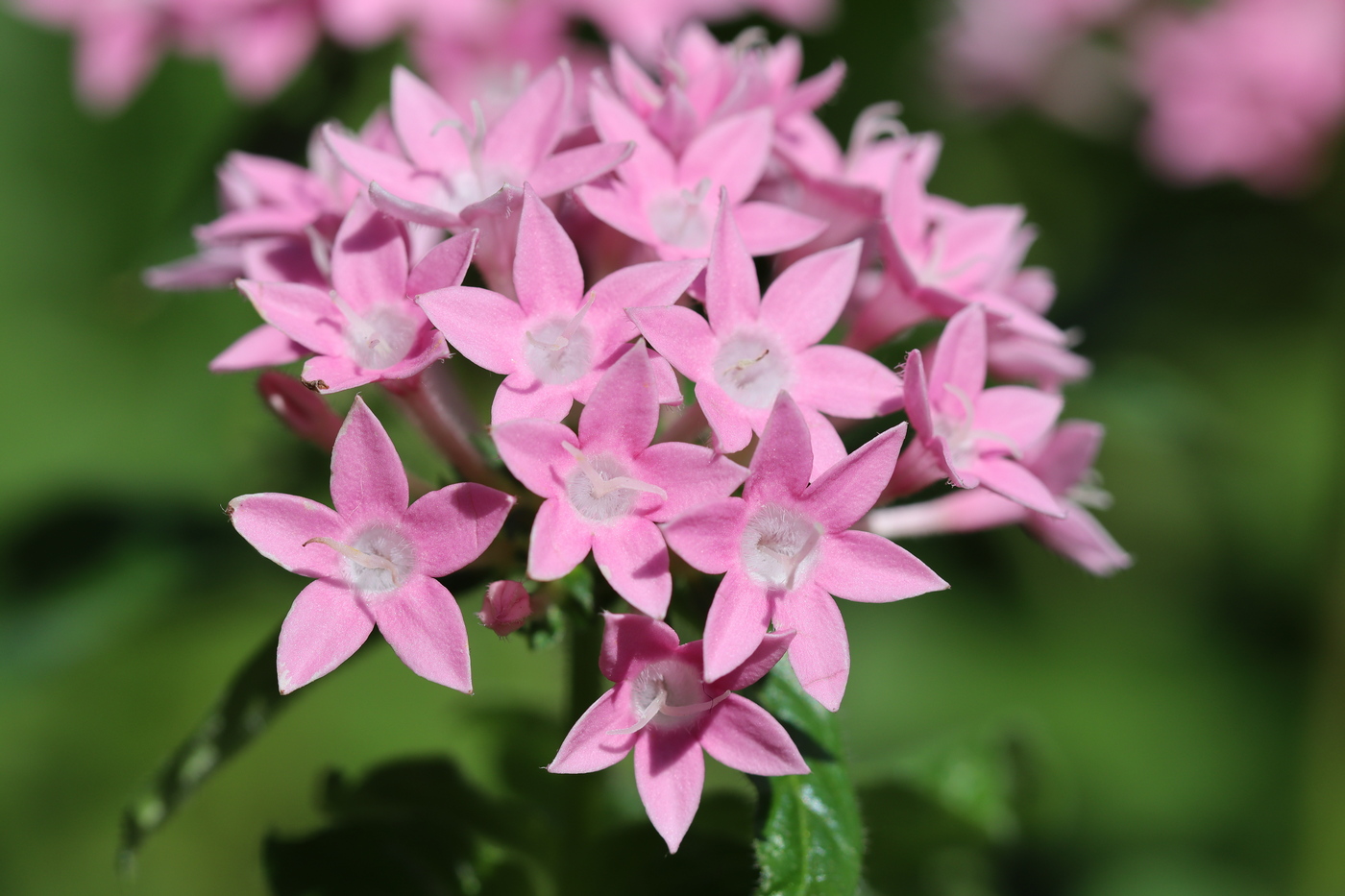 Image of Pentas lanceolata specimen.