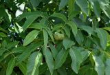 Juglans regia. Незрелые плоды и листья. Армения, обл. Арагацотн, с. Ахцк, ≈ 1000 м н.у.м., в культуре. 20.06.2022.