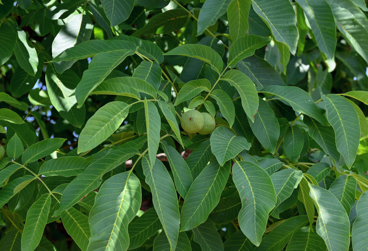 Изображение особи Juglans regia.