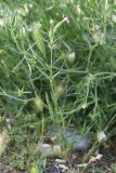 Pleconax conica. Верхушка цветущего растения. Узбекистан, г. Самарканд, городище Афрасиаб, лёссовые холмы. 9 мая 2022 г.