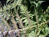 Dryopteris mindshelkensis