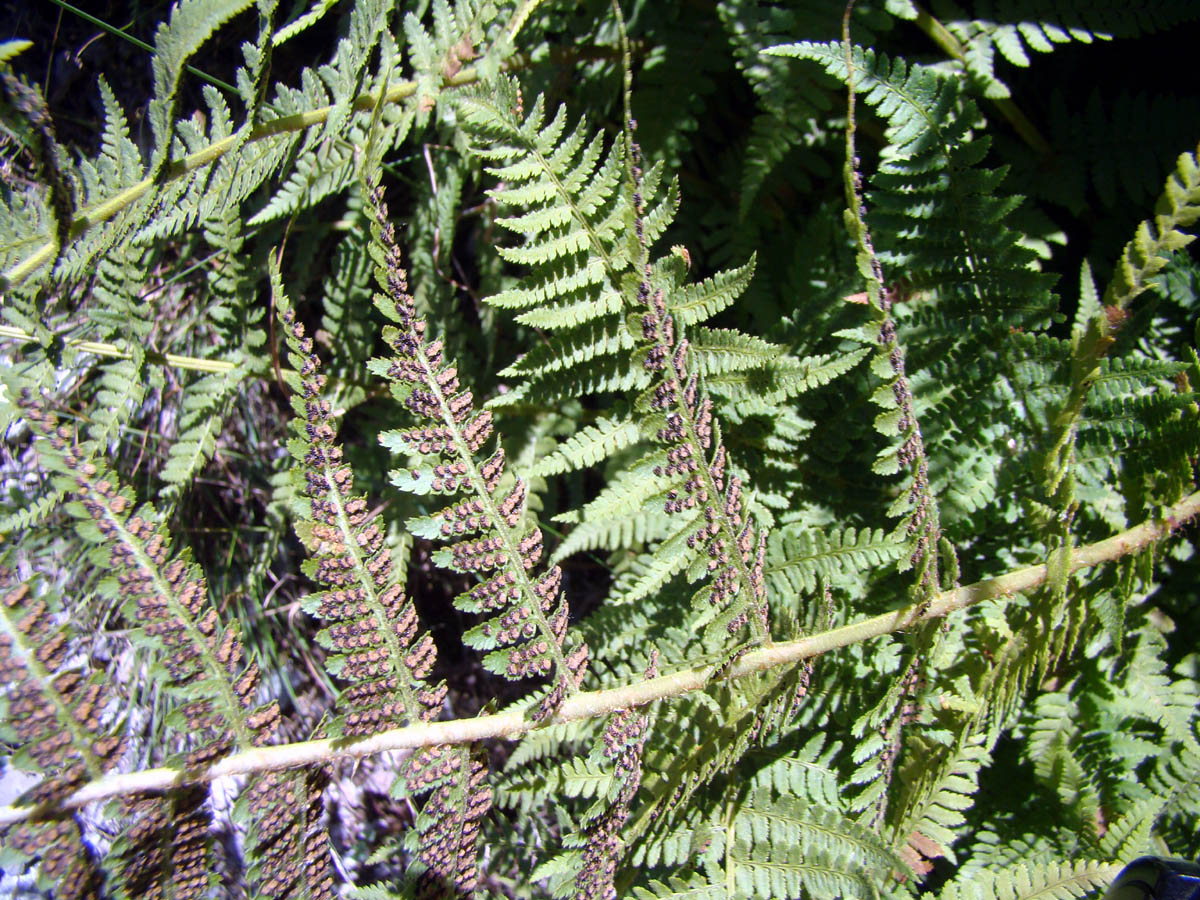 Image of Dryopteris mindshelkensis specimen.