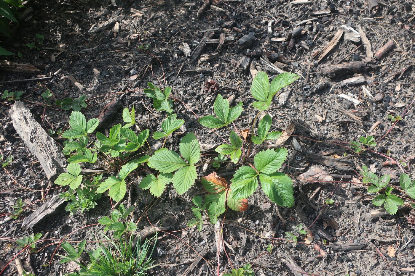Изображение особи Fragaria &times; ananassa.