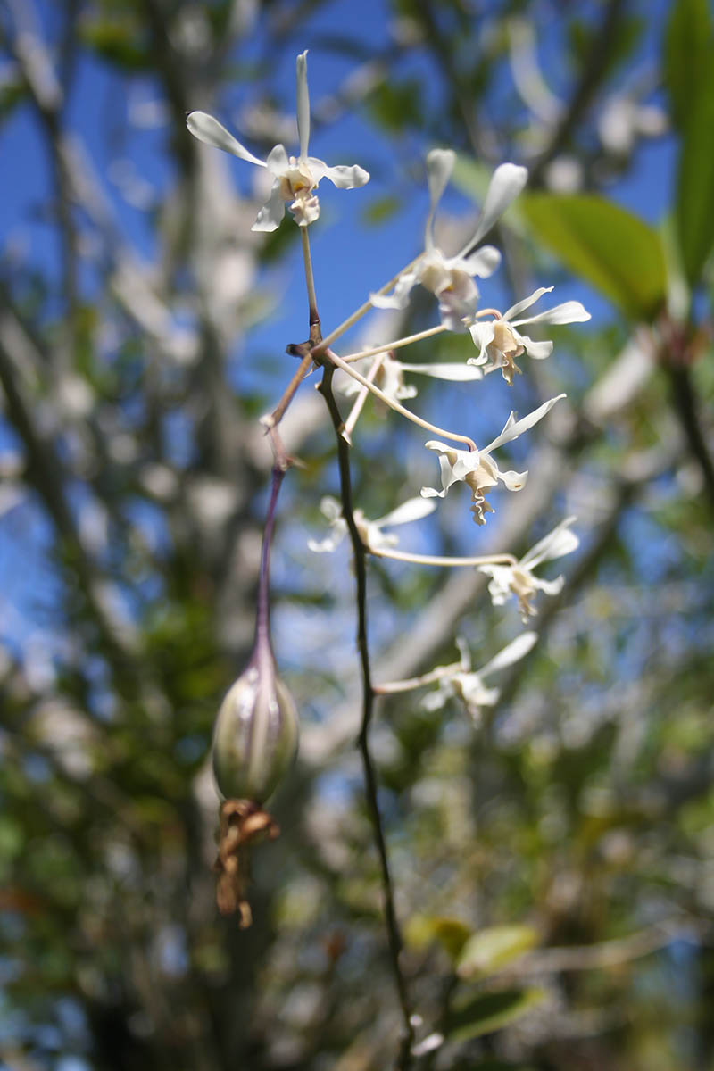 Изображение особи семейство Orchidaceae.