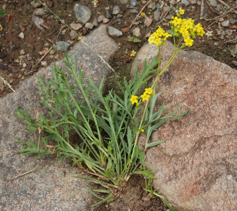 Image of Patrinia intermedia specimen.