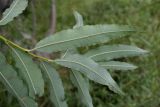 Salix udensis