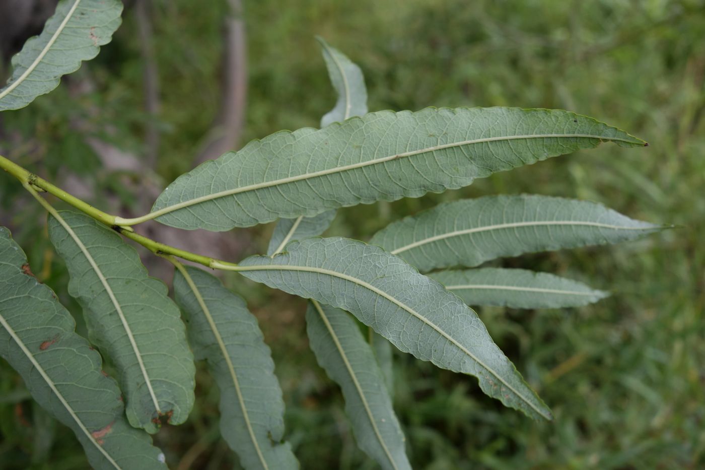 Изображение особи Salix udensis.