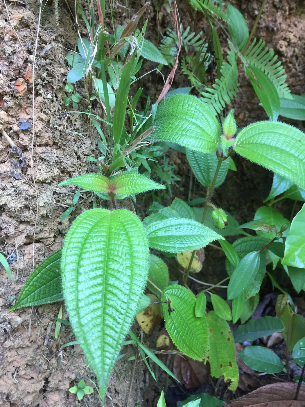 Image of Miconia crenata specimen.