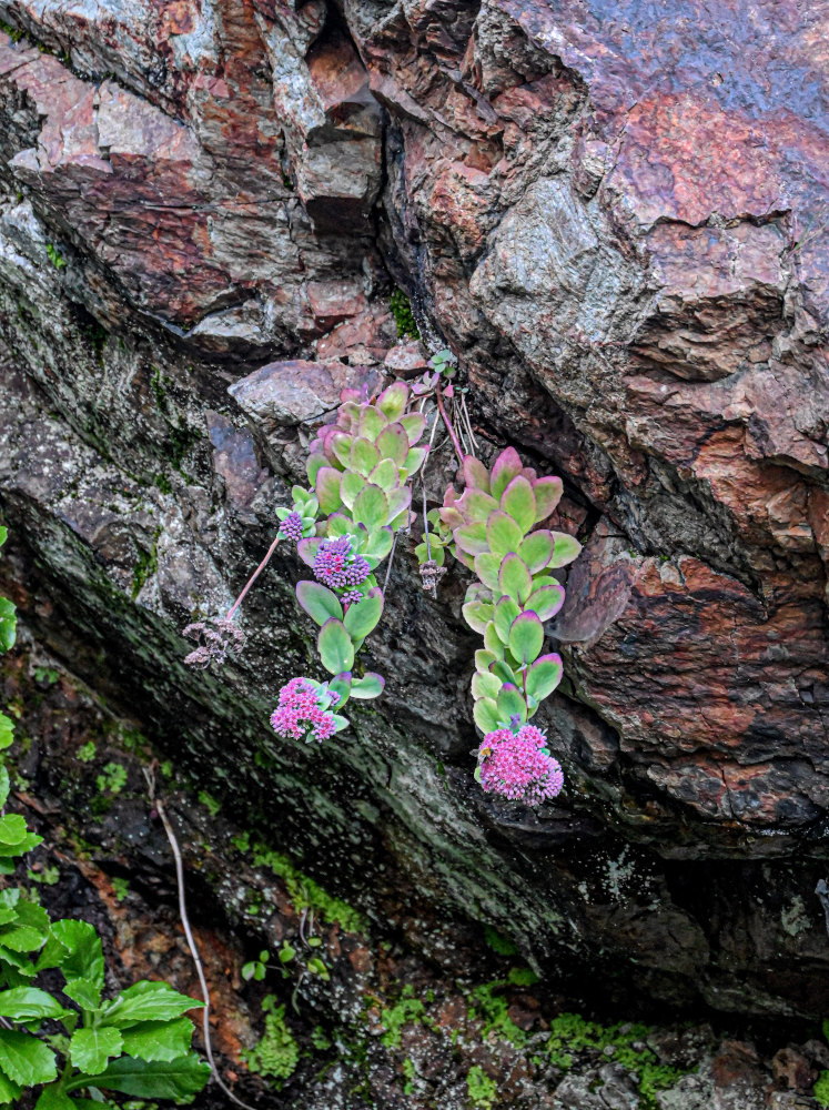 Изображение особи Hylotelephium triphyllum.