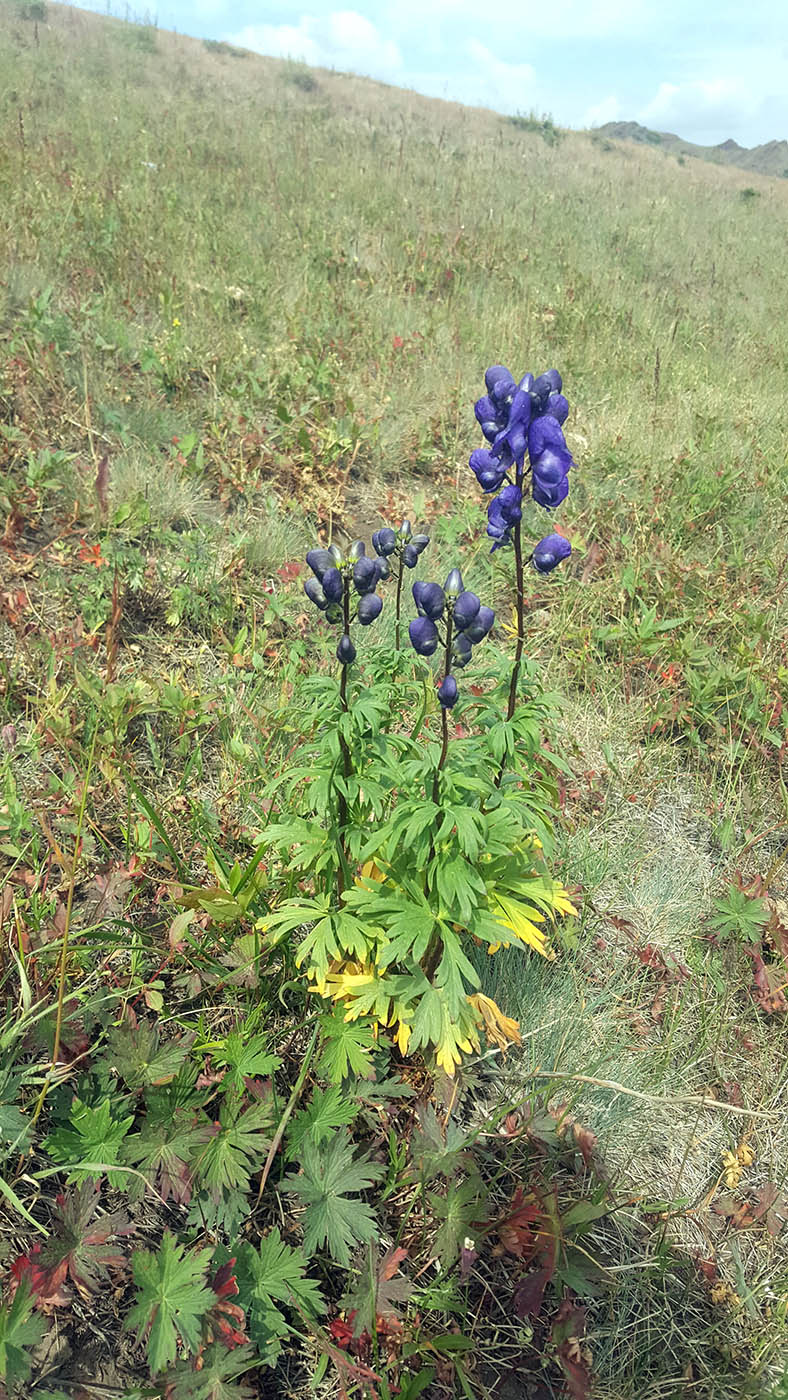 Изображение особи Aconitum gubanovii.