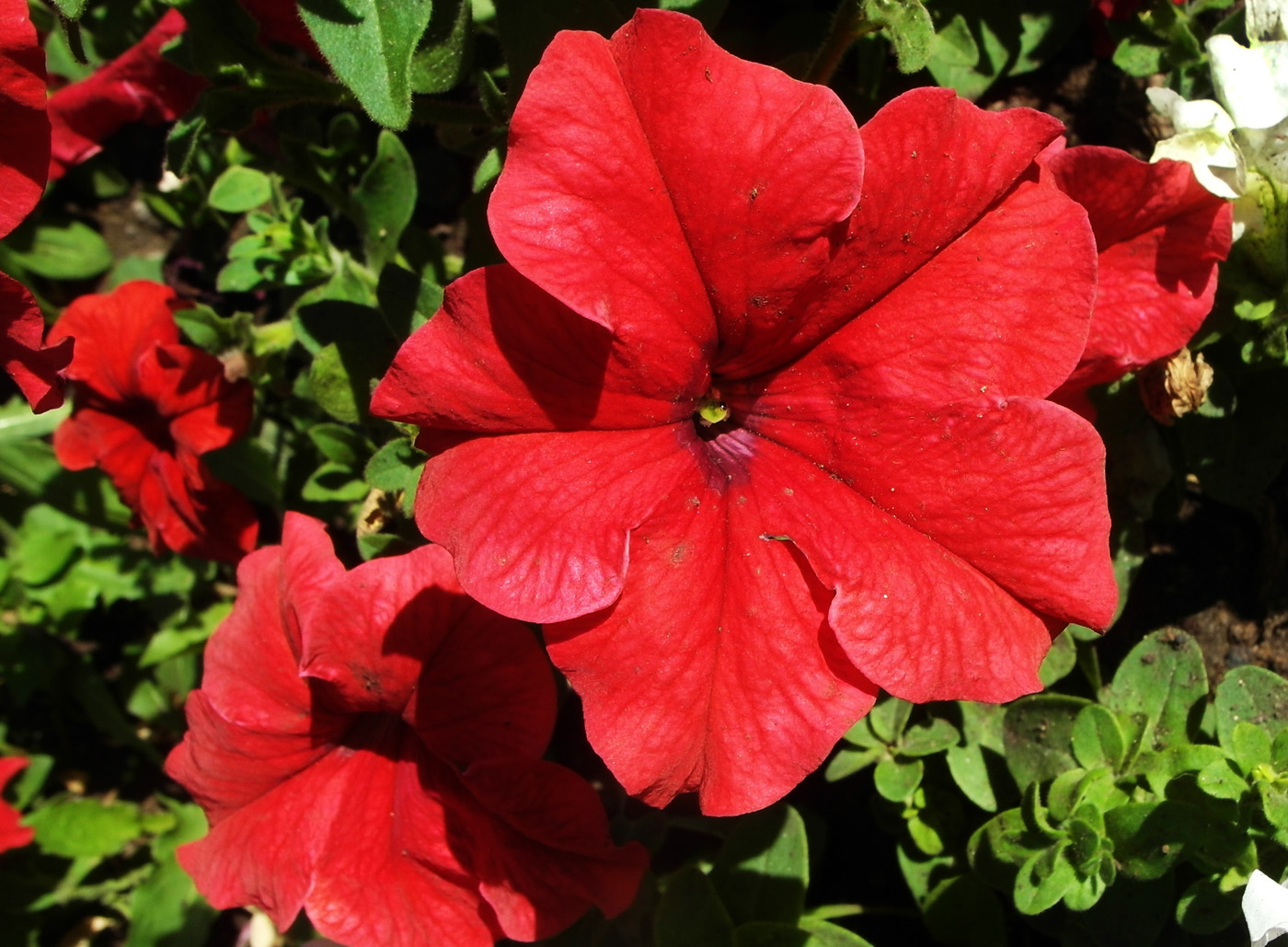 Image of Petunia &times; hybrida specimen.