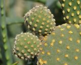 Opuntia microdasys