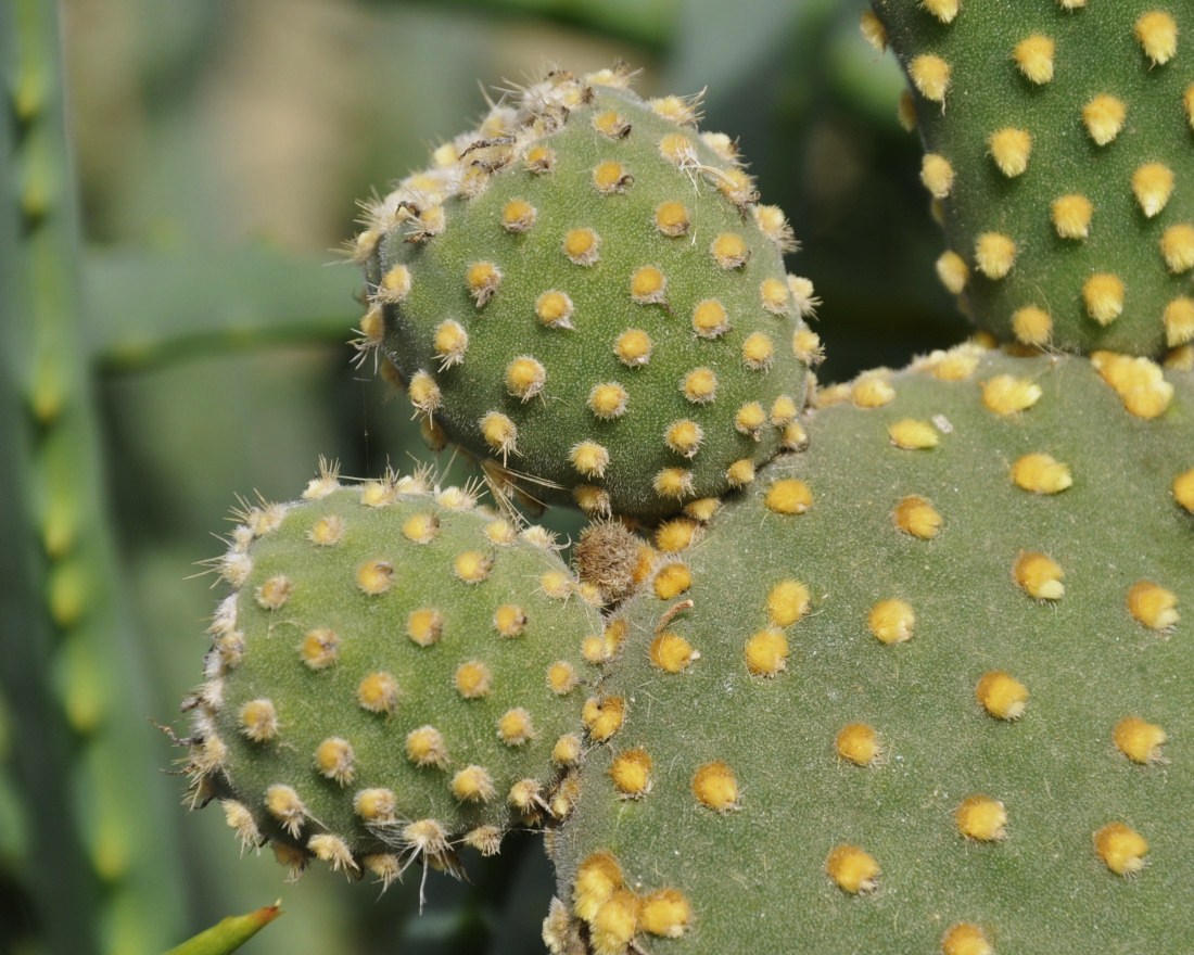Image of Opuntia microdasys specimen.
