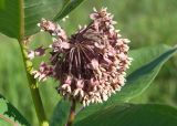 Asclepias syriaca. Соцветие. Владикавказ, левый берег р. Терек, пустырь. 03.07.2022.