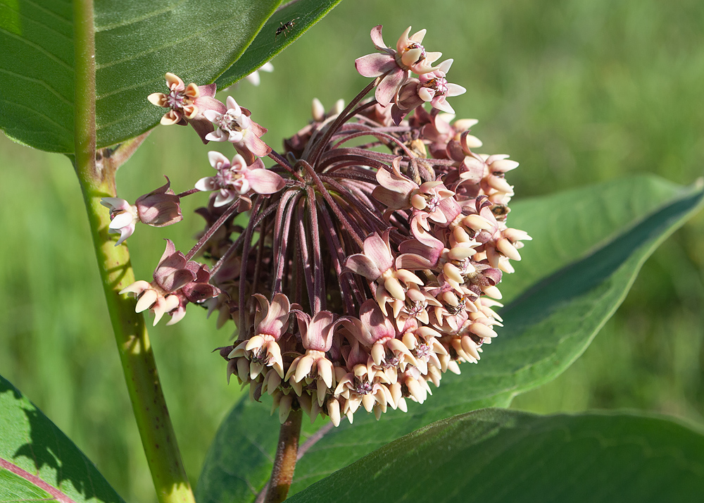 Image of Asclepias syriaca specimen.