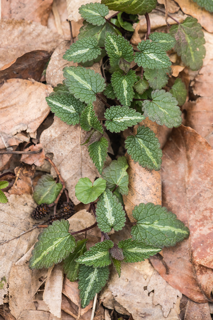 Image of Lamium maculatum specimen.