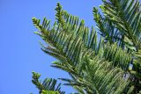 Araucaria heterophylla. Верхушки ветвей. Марокко, обл. Танжер - Тетуан - Эль-Хосейма, окр. г. Ваззан, в культуре. 05.01.2023.