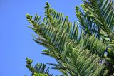 Araucaria heterophylla. Верхушки ветвей. Марокко, обл. Танжер - Тетуан - Эль-Хосейма, окр. г. Ваззан, в культуре. 05.01.2023.