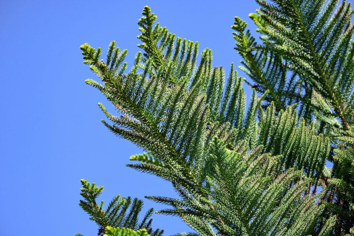 Image of Araucaria heterophylla specimen.