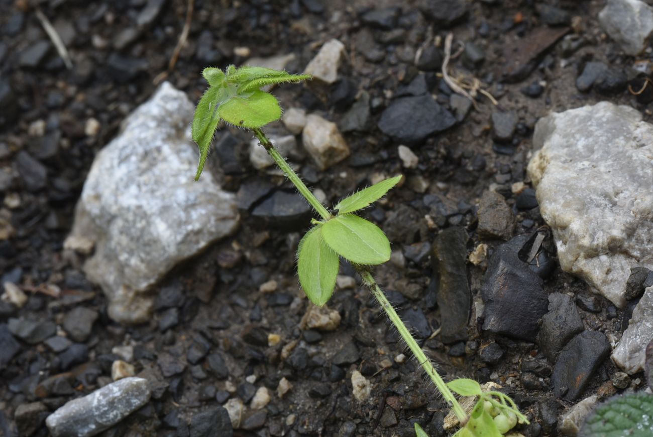 Изображение особи Cruciata laevipes.