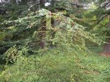 Cotoneaster multiflorus. Плодоносящее растение. Южный Берег Крыма, Никитский ботанический сад. 13.10.2010.